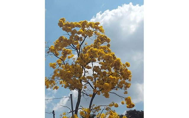 Unidade Florestal MG 10